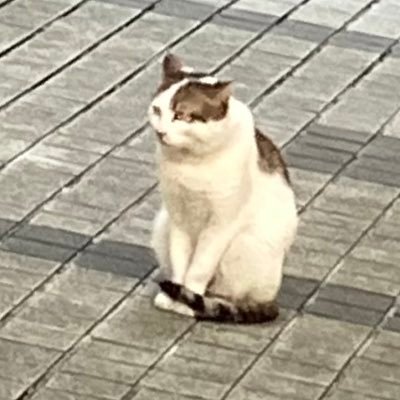 シセイさんのプロフィール画像