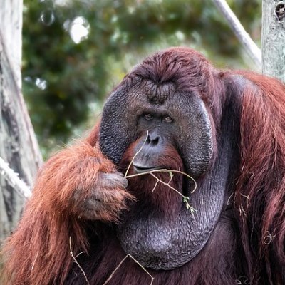 Chudai_Jav_1Ufo's profile picture. cứuk