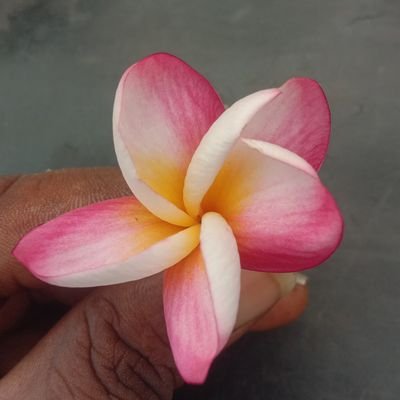 KpugazhenthiBca's profile picture. 