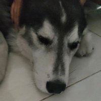 anya !! 🐾 (@pawdctr) 's Twitter Profile