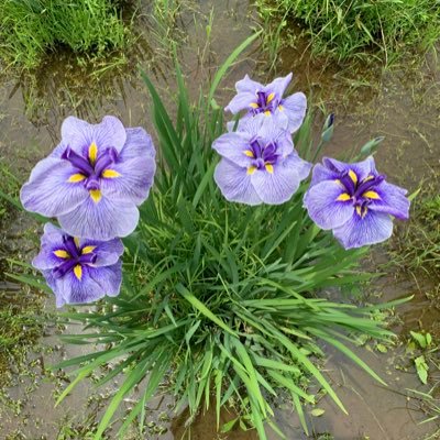 rikuto2077f's profile picture. レザークラフトをしています。木と革と工芸品など作家さんが作る物が好きです 工房楔さん、金杢犀さん、工房もずさん、朱椿粋さんの作品は特に好きです！何卒よろしくお願いします🙇‍♂️