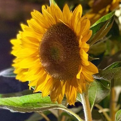 Alexu0317's profile picture. 文案狗|Vibe Coding入坑者|懒癌晚期|电子ED