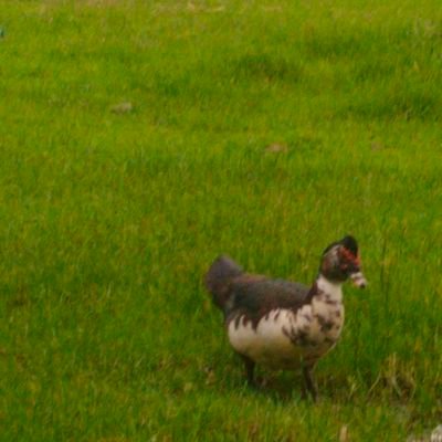 Concondecorn's profile picture. Ay waw