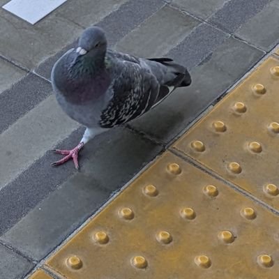 negitoro014b's profile picture. 