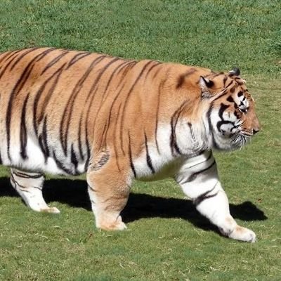 岡山在中の40歳独身、ぽっちゃり好き、巨乳好き、ギャル好き、低身長好き、p活（会うのは日本人限定）、クンニ大好き、基本的にプレイでのNG無し、定期的に会える方を探してますのでお気軽にDM下さい😊