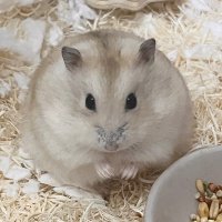 지숭이네 (@jisoong_home) 's Twitter Profile