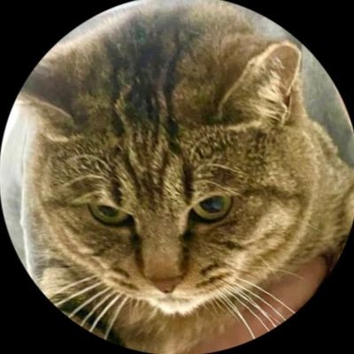 🫧雪花🫧推しと動物とetcさんのプロフィール画像