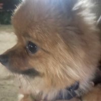 しけさん (@sikegamid) 's Twitter Profile