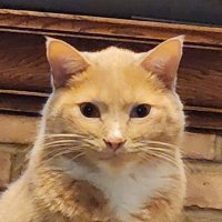 chadlee488 (@chadlee488) 's Twitter Profile
