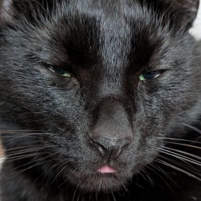 oikuratonag's profile picture. ストレスフリーな模活がモットー！
でもほんとはもっと上手くなりたいw
プラモ垢さん猫垢さん無言フォロー失礼しまっす！