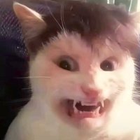猫紳士 (@nekosinsi420) Twitter profile photo