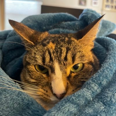 Use to work as Nurse. NO Love for Trump..Independent Cat Lover