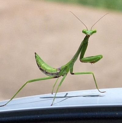 abnerviajes's profile picture. #Israel #Texas #vida #life #caminando #amando #errores #humano #cantando #piano #alegria #tristeza #rabia #impotencia #logros #objetivos #resiliencia #yo