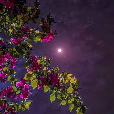 soulitasa's profile picture. ❤️J’aime les animaux ❤️🐕🐈🌳🌿🪸