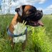 Boxer dog... (@marleyboxer14) Twitter profile photo Boxer dog... (@marleyboxer14) Twitter profile photo