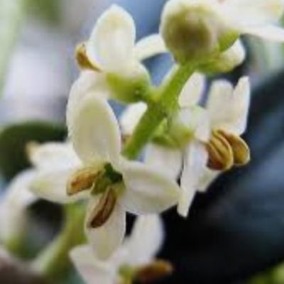 zeytinlicicek's profile picture. Kendi kitabıma  girdim saklandım.Kelime kelime, buldular beni...