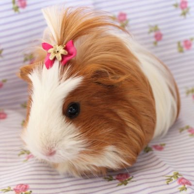 puhiipuhiii's profile picture. XG