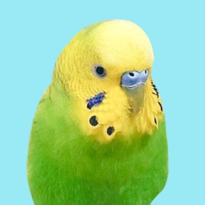 ねるさんのプロフィール画像