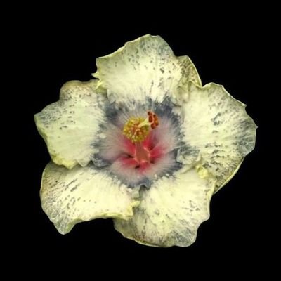 chlorinvv's profile picture. artist???? ru/eng