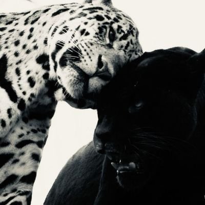 voguebyrei's profile picture. laviedoux