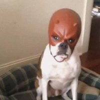 woshe (@woshe2x) 's Twitter Profile