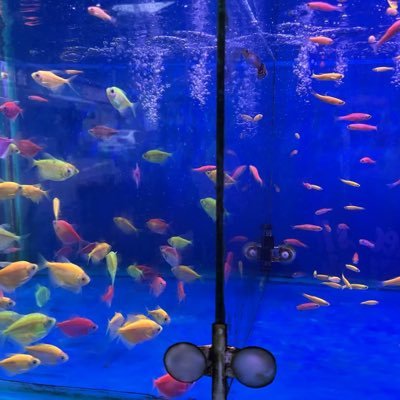 lensou163's profile picture. 