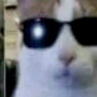 julie mane (@felinemessiah) 's Twitter Profile Photo