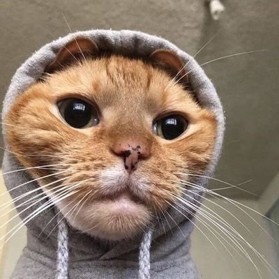 tolastnightmare's profile picture. 
