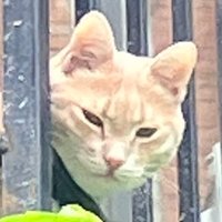 იური🐈 (@___ys_20) Twitter profile photo
