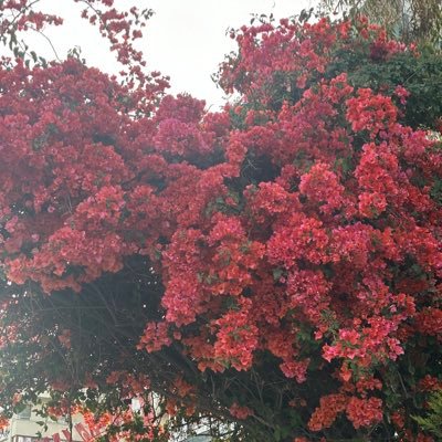 Albedo_ord's profile picture. Я могу высыпаться за 4 часа