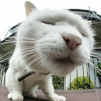 TheBigManAkira's profile picture. The Big Man around here.