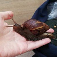 hermit crab (@t_teamaker) 's Twitter Profile