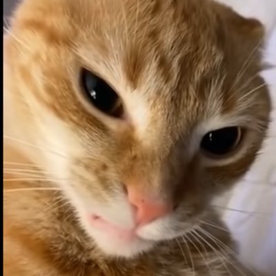 chronomantica's profile picture. the woman in the arena