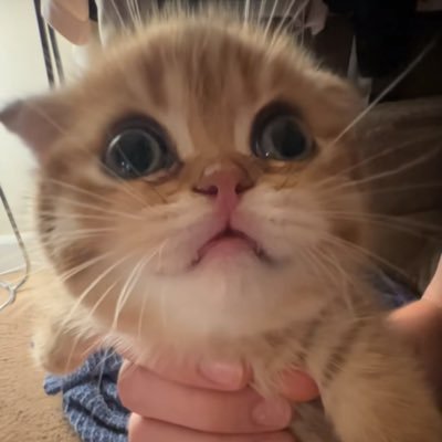 so_stacked's profile picture. 22 | Making no revenue as a tech entrepreneur. Buy my paperback course