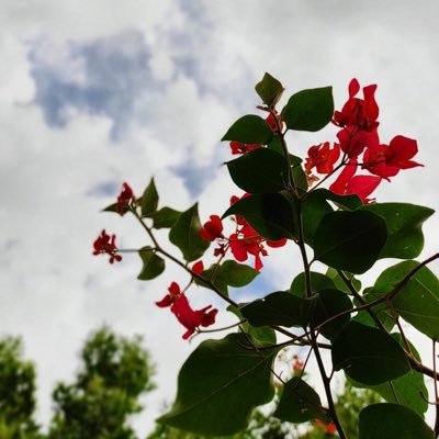 Cuwaysh's profile picture. واجعل لنا في كلِّ دربٍ هِمَّةً محفوفةً باليُسرِ والإيراقِ