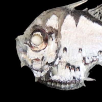 魚類とかに手をつけています。