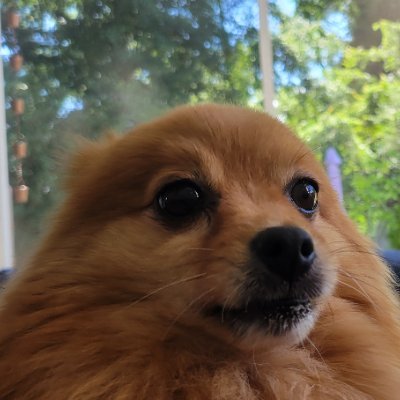 Smokehbear's profile picture. $TSLA $PLTR Investor. America first.
Tech/Dogs is life.
The Future is here embrace it!
If you see me in spaces pop in say hi!
