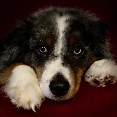 Beastmode main, Silly Goober, Occasionally makes a mid tweet, just that guy