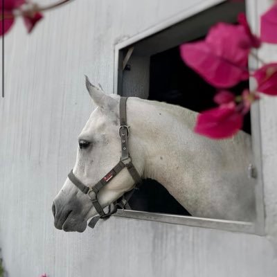 nouf80886754's profile picture. 