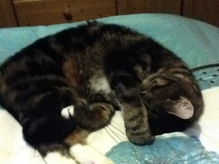 charliebhoy07's profile picture. i am one amazing wee cat if i do say so maself knowing how to work this random technical device