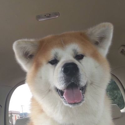 5月5日生まれ9歳の秋田犬皐月(さつき)とまったりと暮らしています。
ワンコの事や車とか飛行機やプラモデルなど、色々つぶやきます😆
#秋田犬
#皐月さん
#秋田犬大好き
