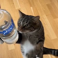 π₯π (@nippukothi) 's Twitter Profile