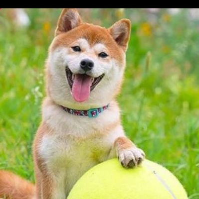 Ivastezach's profile picture. 🇨🇿🇸🇰🇺🇦