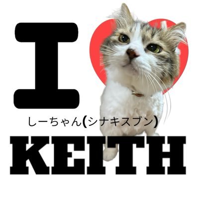 しーちゃん(シナキスブン🐈🐈‍⬛🐈‍⬛)夢中全開
