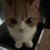 Beyaz (@beyza4673231186) Twitter profile photo Beyaz (@beyza4673231186) Twitter profile photo