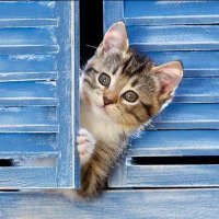 فــرز نشـط 🐣🐣🐣 (@farz_shosho) 's Twitter Profile