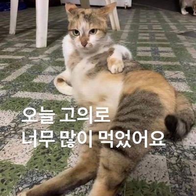 채さんのプロフィール画像