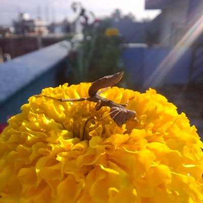कहिलेकाँही बिर्सिएर आकाश खाेज्दै हिँड्छु ।
संखुवासभा - काठमाडौं