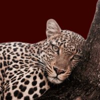 غَ (@ievx_1) 's Twitter Profile