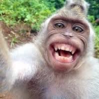 kouratete's profile picture. チワワ🐶